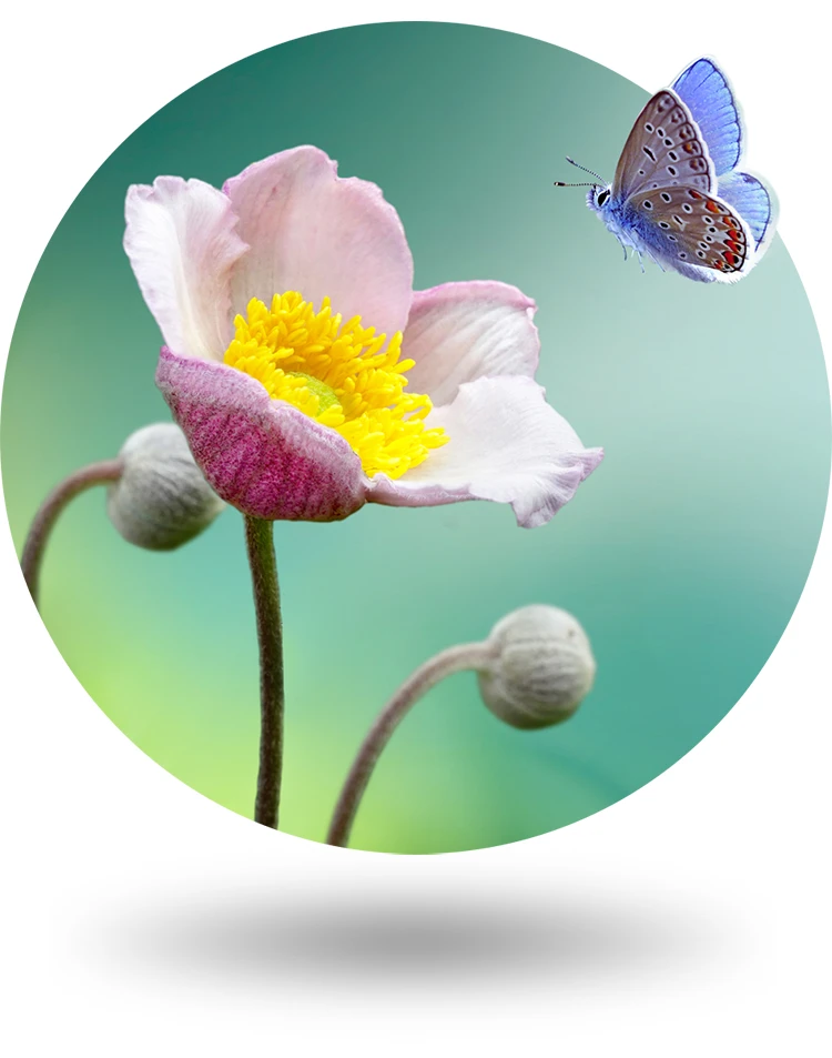 Butterfly landing on flower