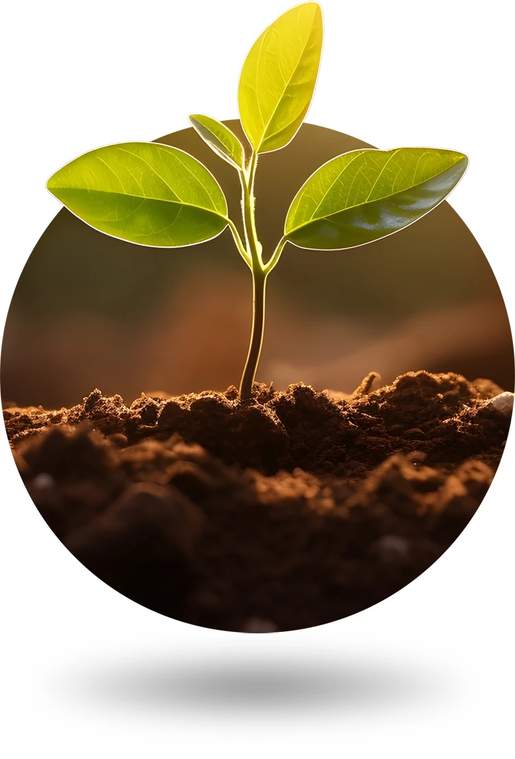 Young plant springing up out of the soil