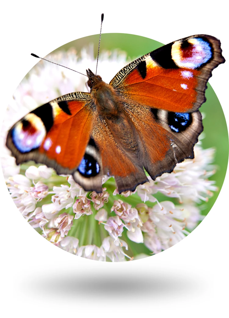 A butterfly sits on a flower